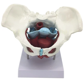 Anatomijas Iegurņa ar Grīdas Muskuļus Dzemdību Procesu Demonstrācijas Vecmāšu apmācību Modeli Cilvēka Skelets Rotaļlietas